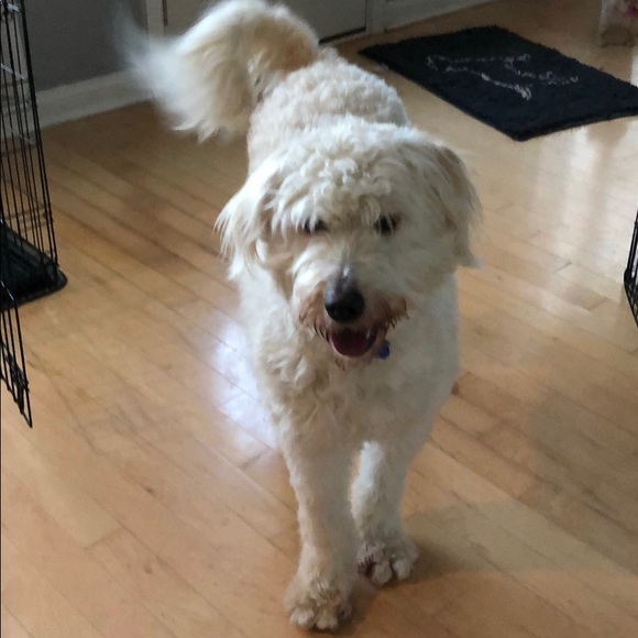 Meet your Posher, Morgan - Picture 3 of 4